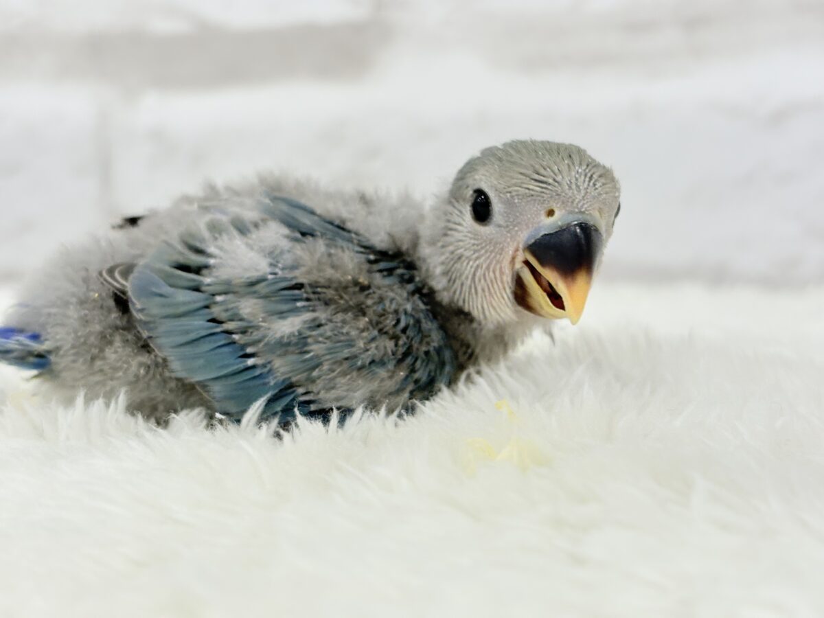 コザクラインコ（小桜インコ）