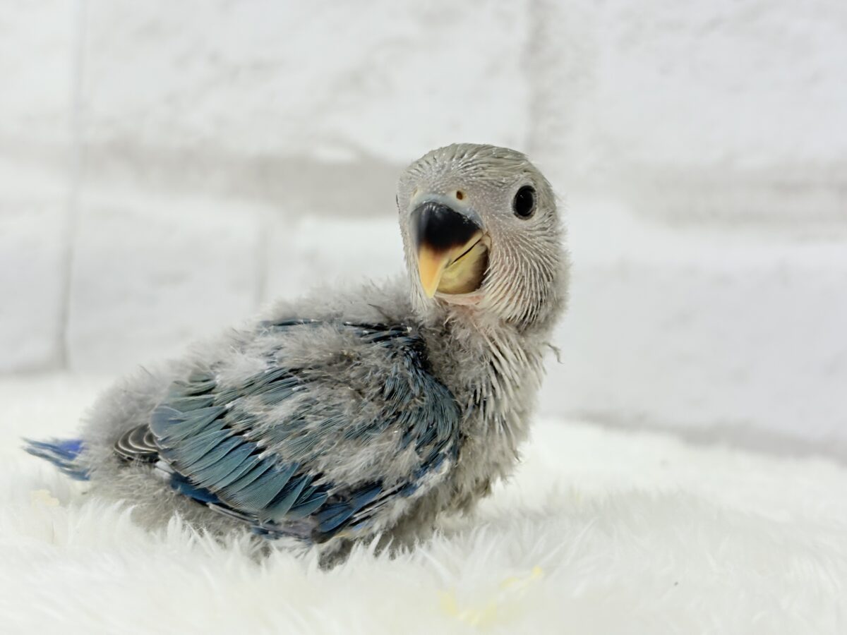 わた毛たっぷりヒナヒナちゃん🐣🫧コザクラインコ(ブルーチェリー) ヒナ コザクラインコ(小桜インコ)