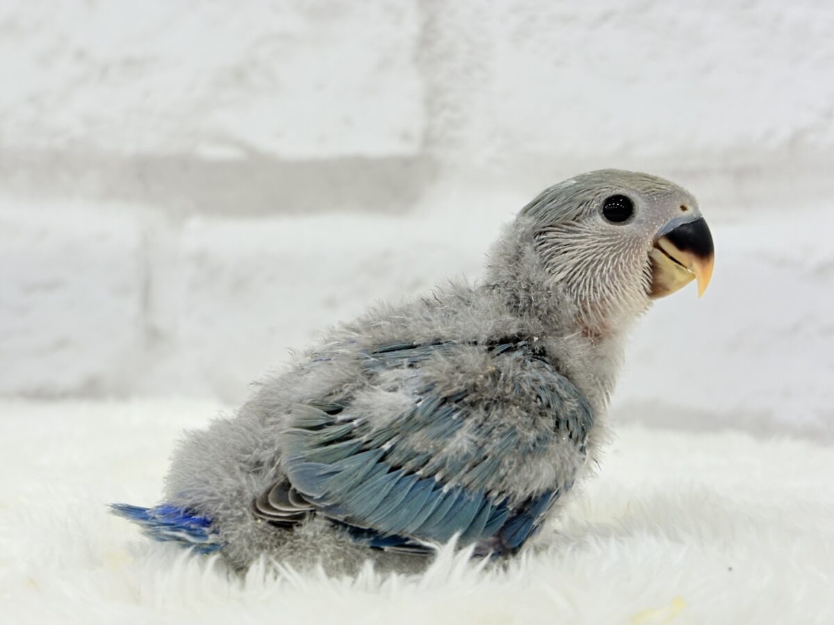 わた毛たっぷりヒナヒナちゃん🐣🫧コザクラインコ(ブルーチェリー) ヒナ コザクラインコ(小桜インコ)