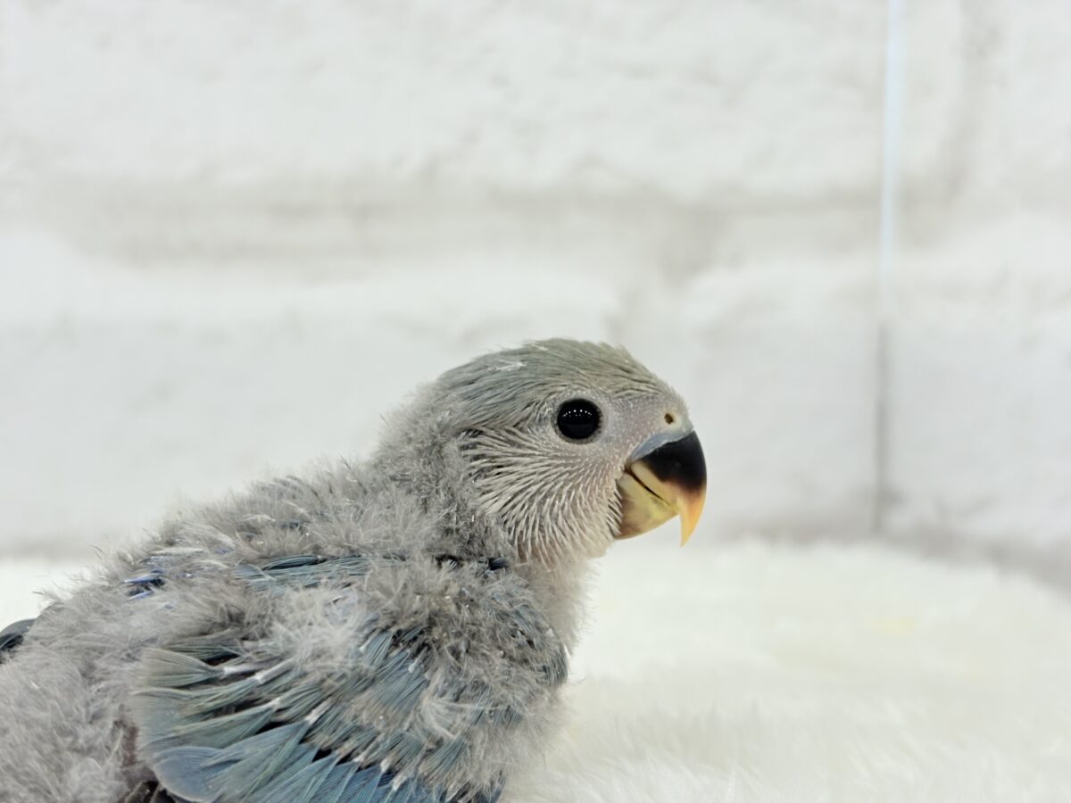 わた毛たっぷりヒナヒナちゃん🐣🫧コザクラインコ(ブルーチェリー) ヒナ コザクラインコ(小桜インコ)