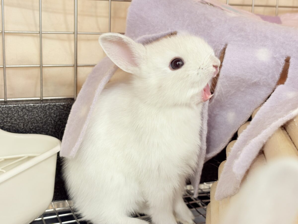 美形兄弟🐰🤍魅力ありすぎ☆ネザーランドドワーフ(フロスティ) 男の子 ネザーランドドワーフ