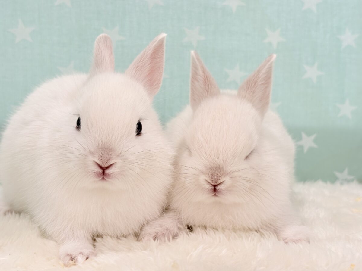 美形兄弟🐰🤍魅力ありすぎ☆ネザーランドドワーフ(フロスティ) 男の子 ネザーランドドワーフ