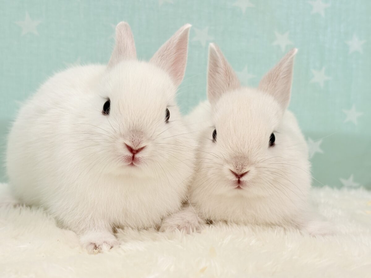美形兄弟🐰🤍魅力ありすぎ☆ネザーランドドワーフ(フロスティ) 男の子 ネザーランドドワーフ