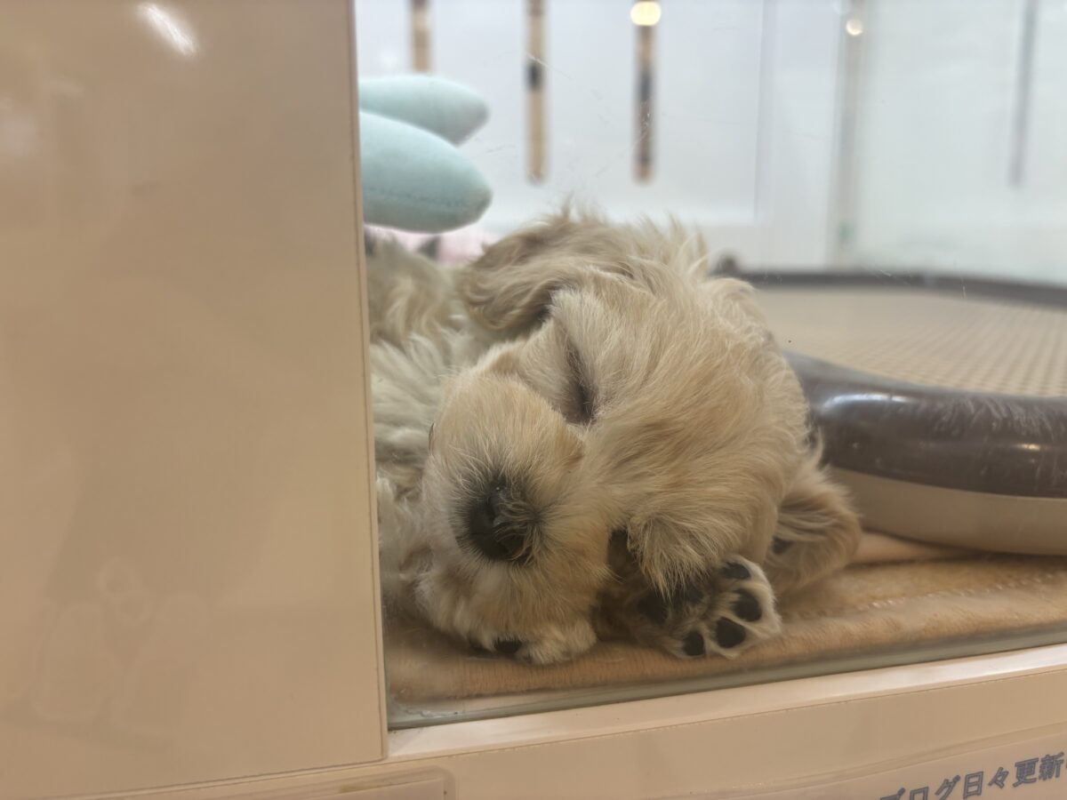 笑顔が溢れ出しちゃう♡マルプーちゃん! マルプー