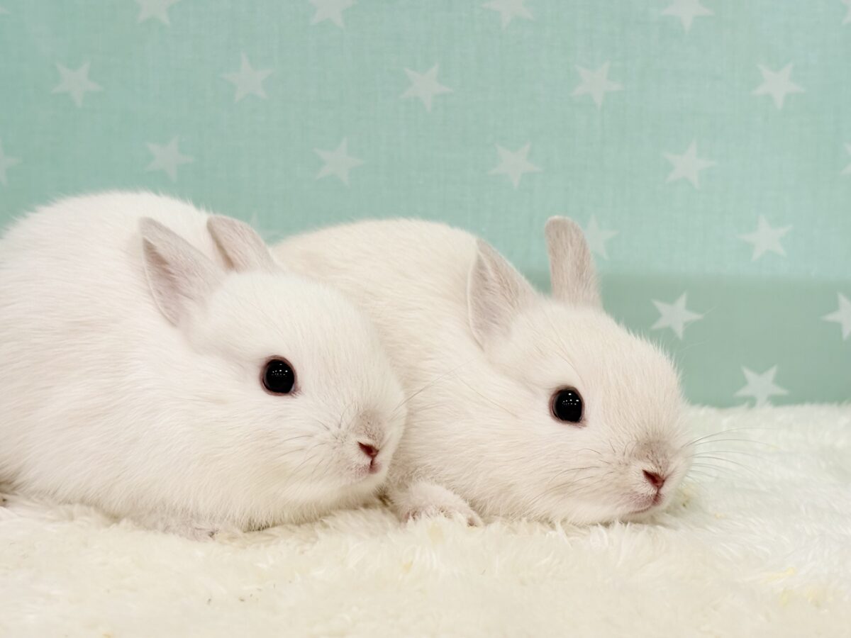 美形兄弟🐰🤍魅力ありすぎ☆ネザーランドドワーフ(フロスティ) 男の子 ネザーランドドワーフ