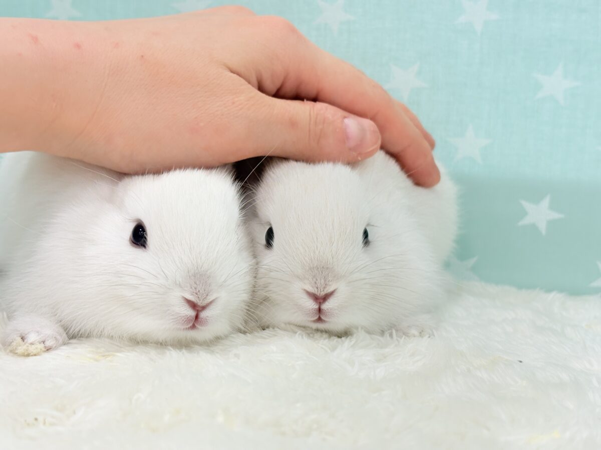 美形兄弟🐰🤍魅力ありすぎ☆ネザーランドドワーフ(フロスティ) 男の子 ネザーランドドワーフ