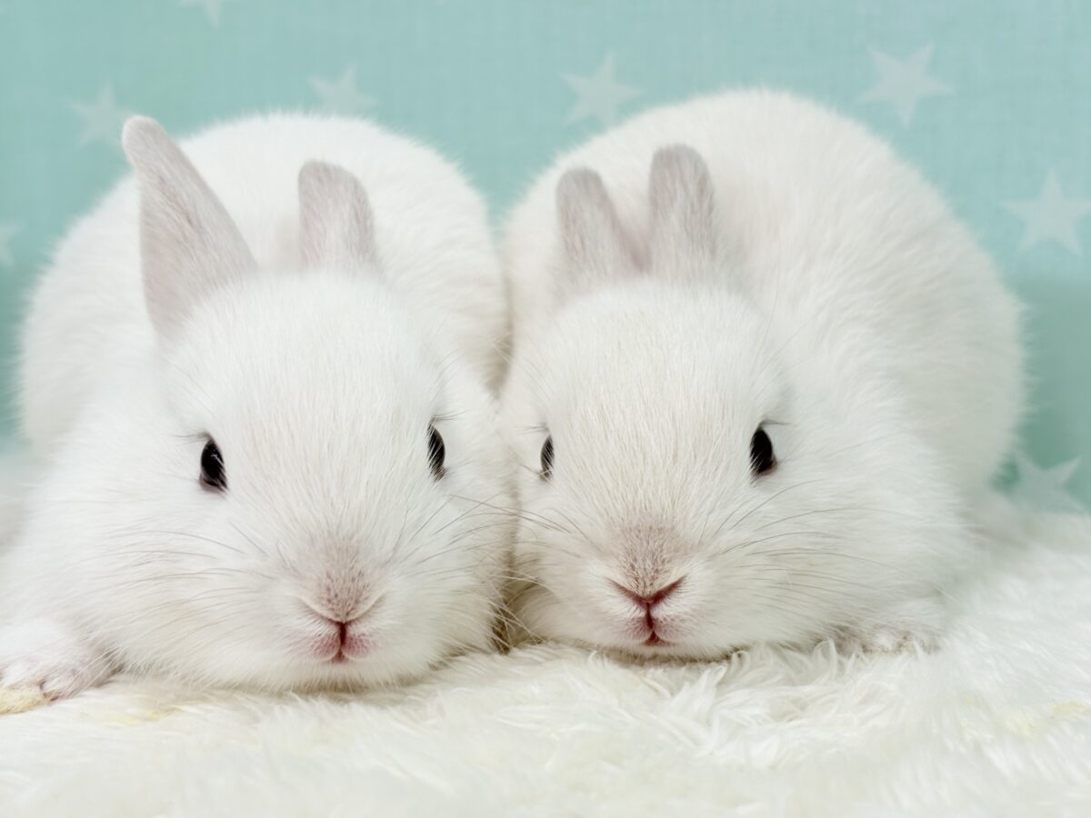 美形兄弟🐰🤍魅力ありすぎ☆ネザーランドドワーフ(フロスティ) 男の子 ネザーランドドワーフ