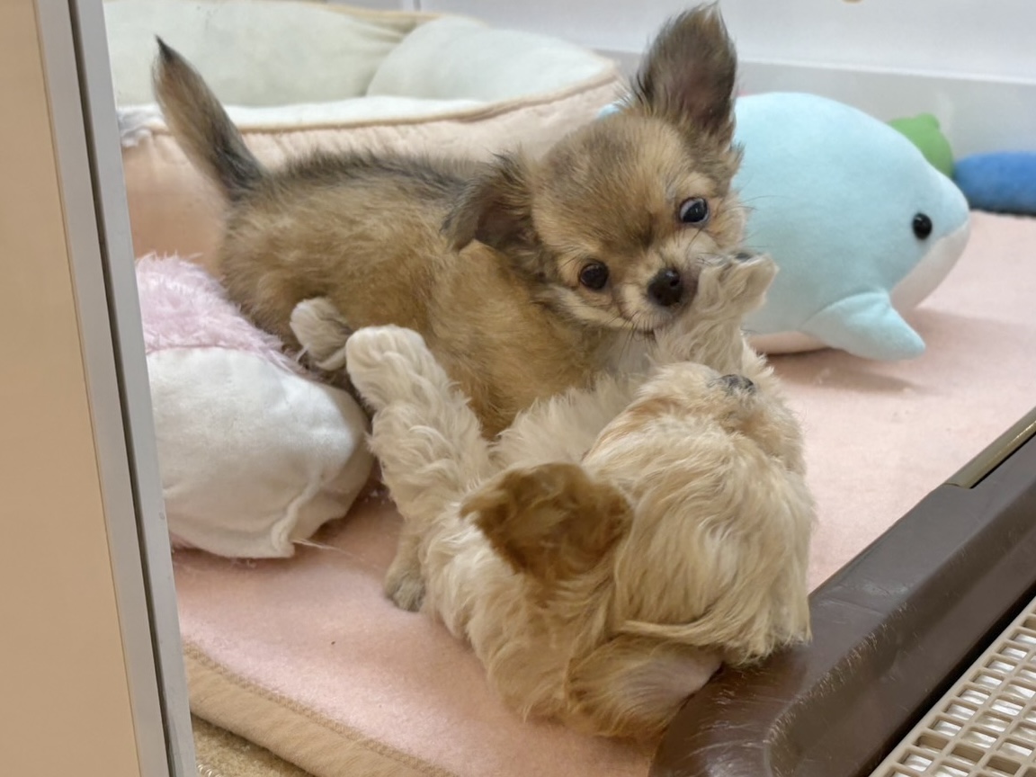 笑顔が溢れ出しちゃう♡マルプーちゃん! マルプー