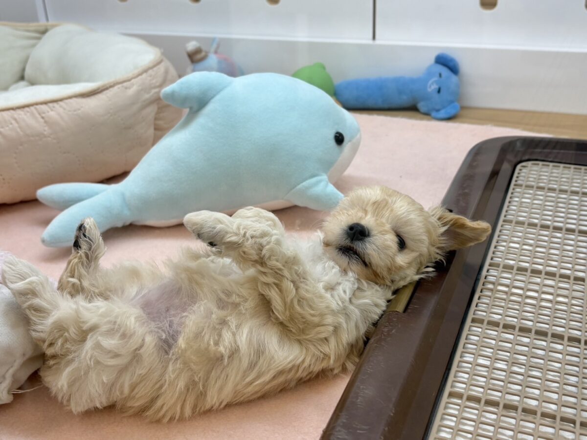 笑顔が溢れ出しちゃう♡マルプーちゃん! マルプー