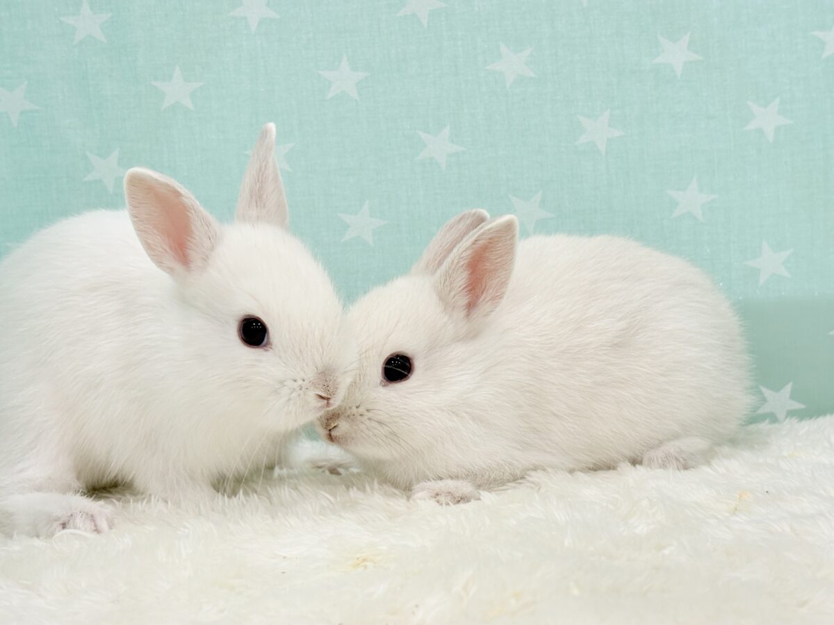 美形兄弟🐰🤍魅力ありすぎ☆ネザーランドドワーフ(フロスティ) 男の子 ネザーランドドワーフ