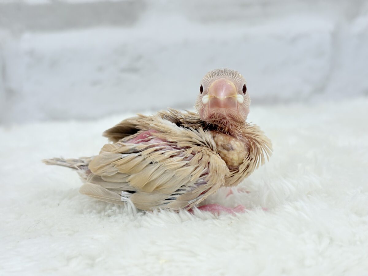 シナモン文鳥