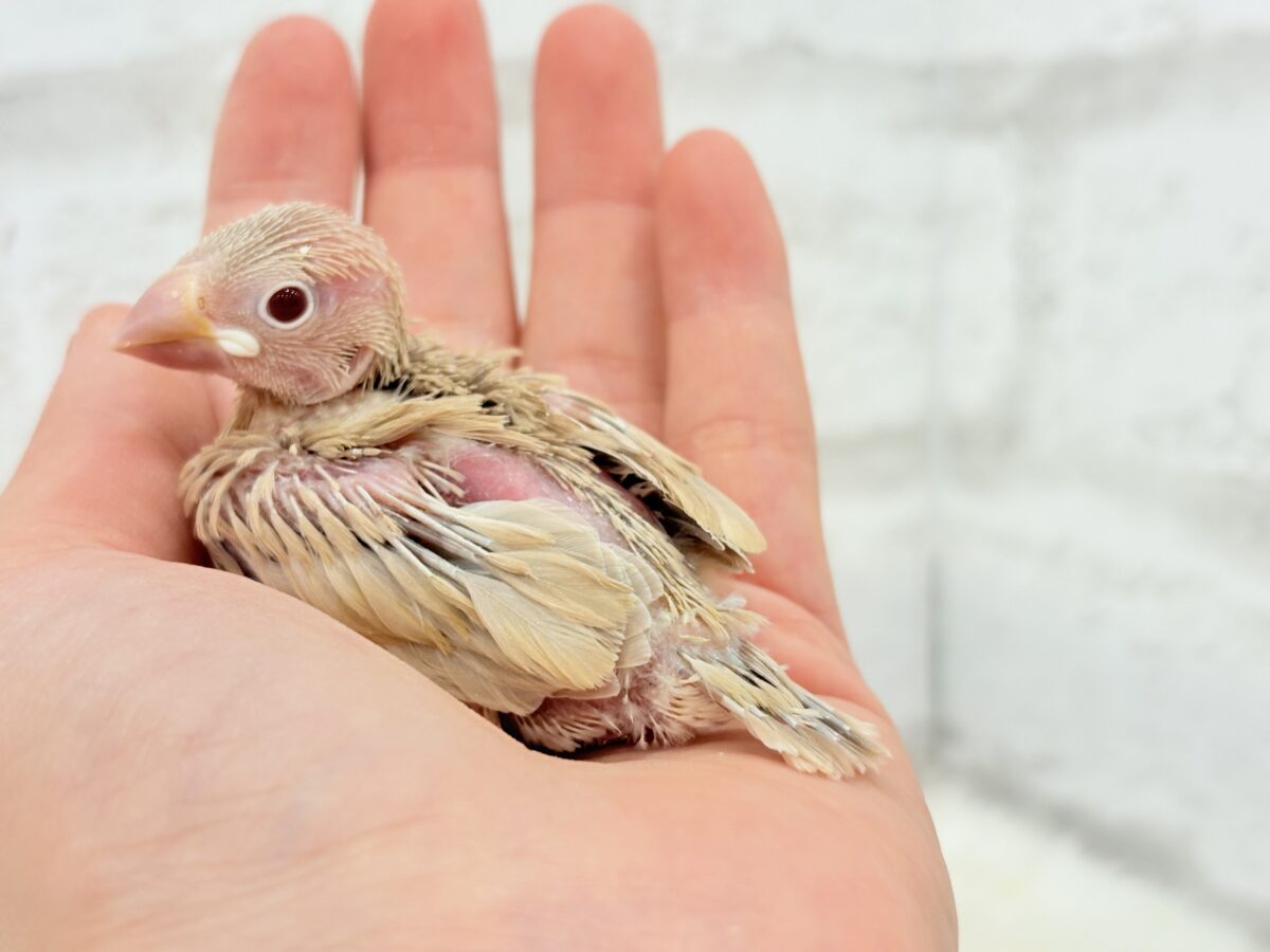 一緒にひと息つきましょう🐣☕️シナモン文鳥 ヒナ シナモン文鳥