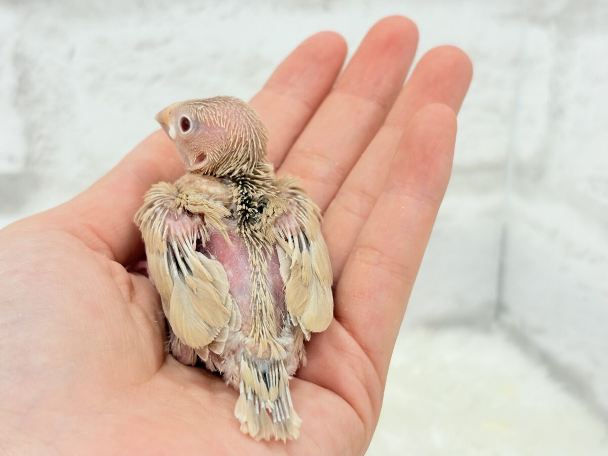 一緒にひと息つきましょう🐣☕️シナモン文鳥 ヒナ シナモン文鳥