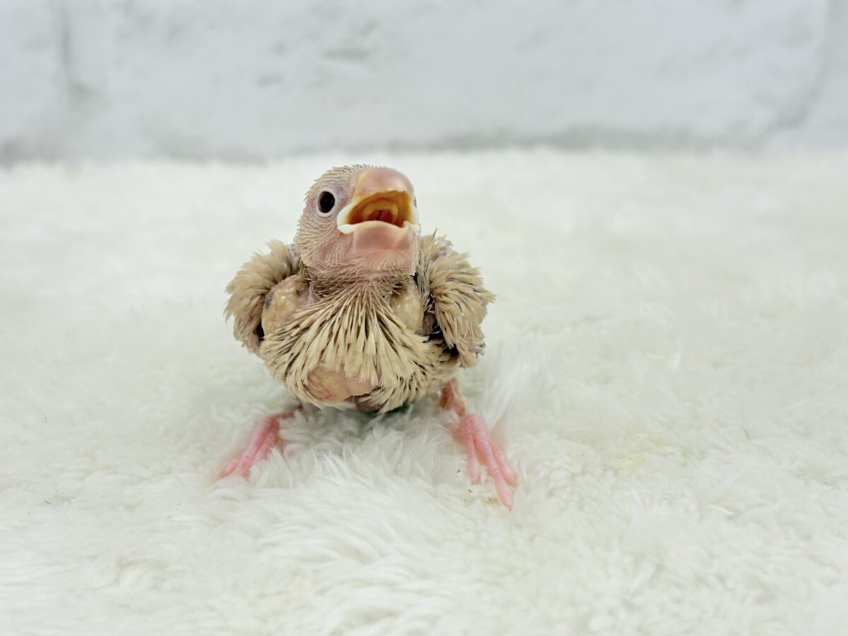 シナモン文鳥