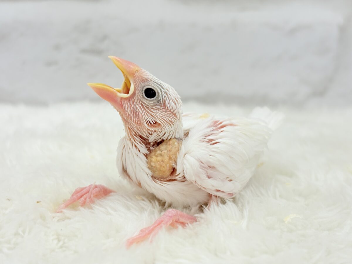 未来はイチゴ大福です🍡🍓💖白文鳥 ヒナ 白文鳥