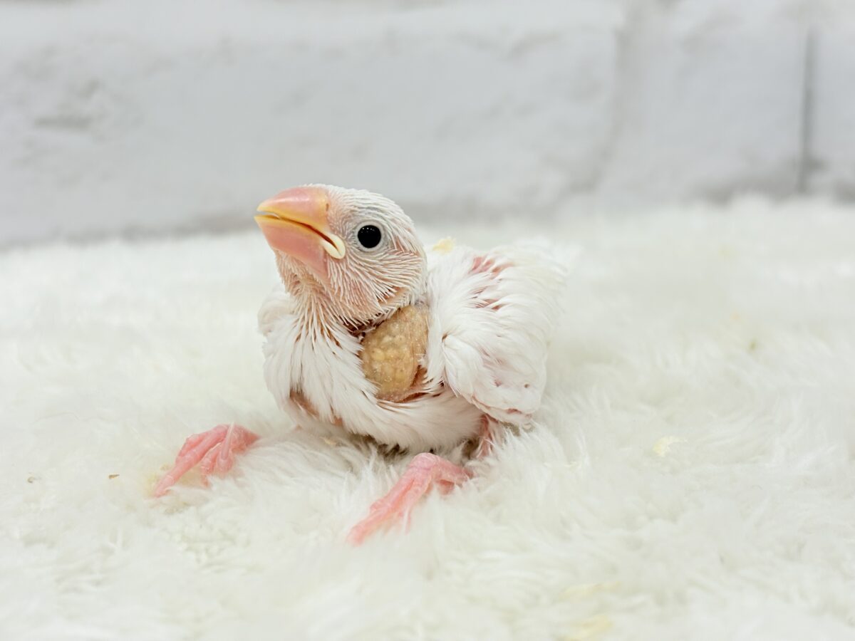 未来はイチゴ大福です🍡🍓💖白文鳥 ヒナ 白文鳥