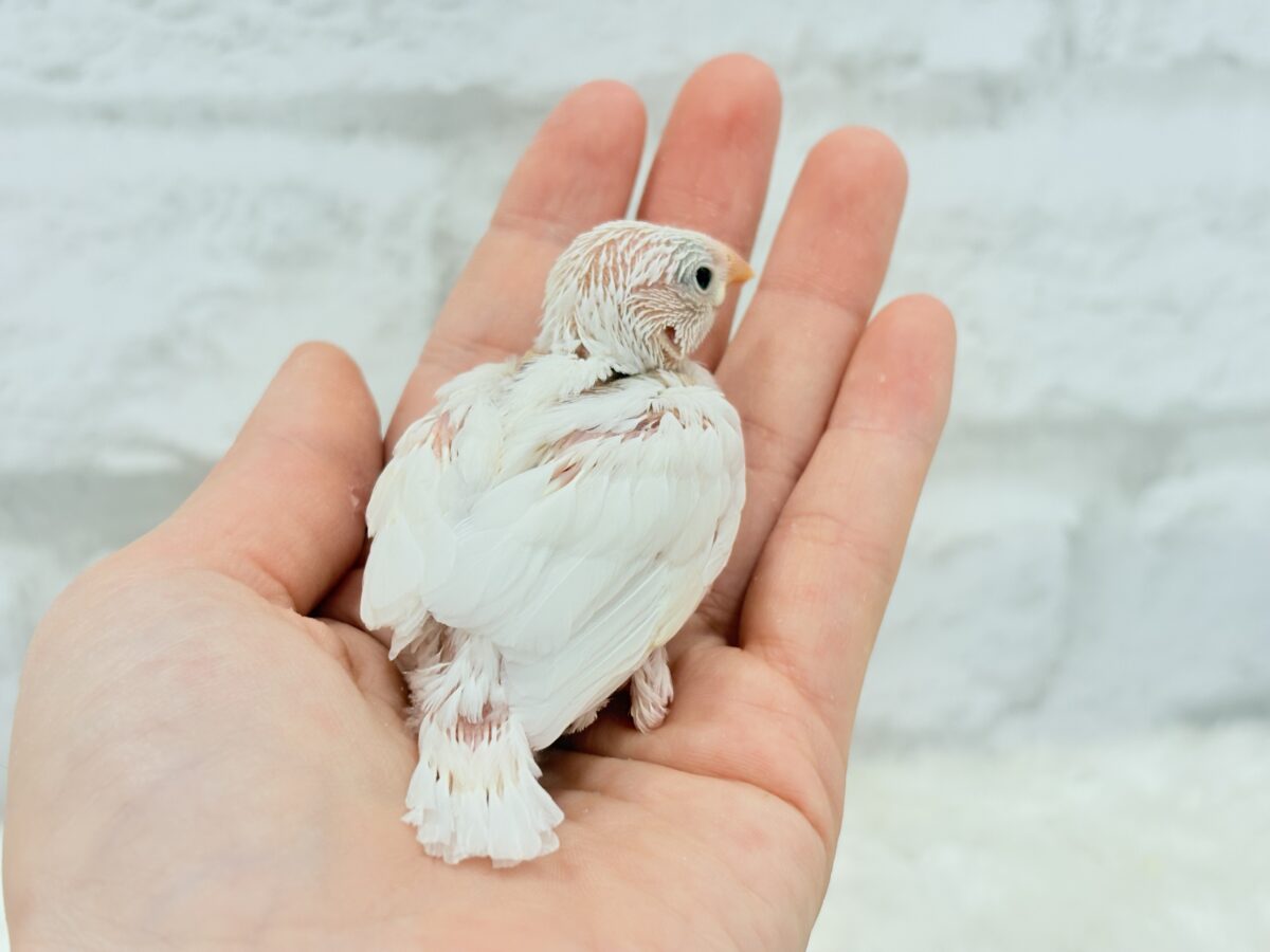 白文鳥