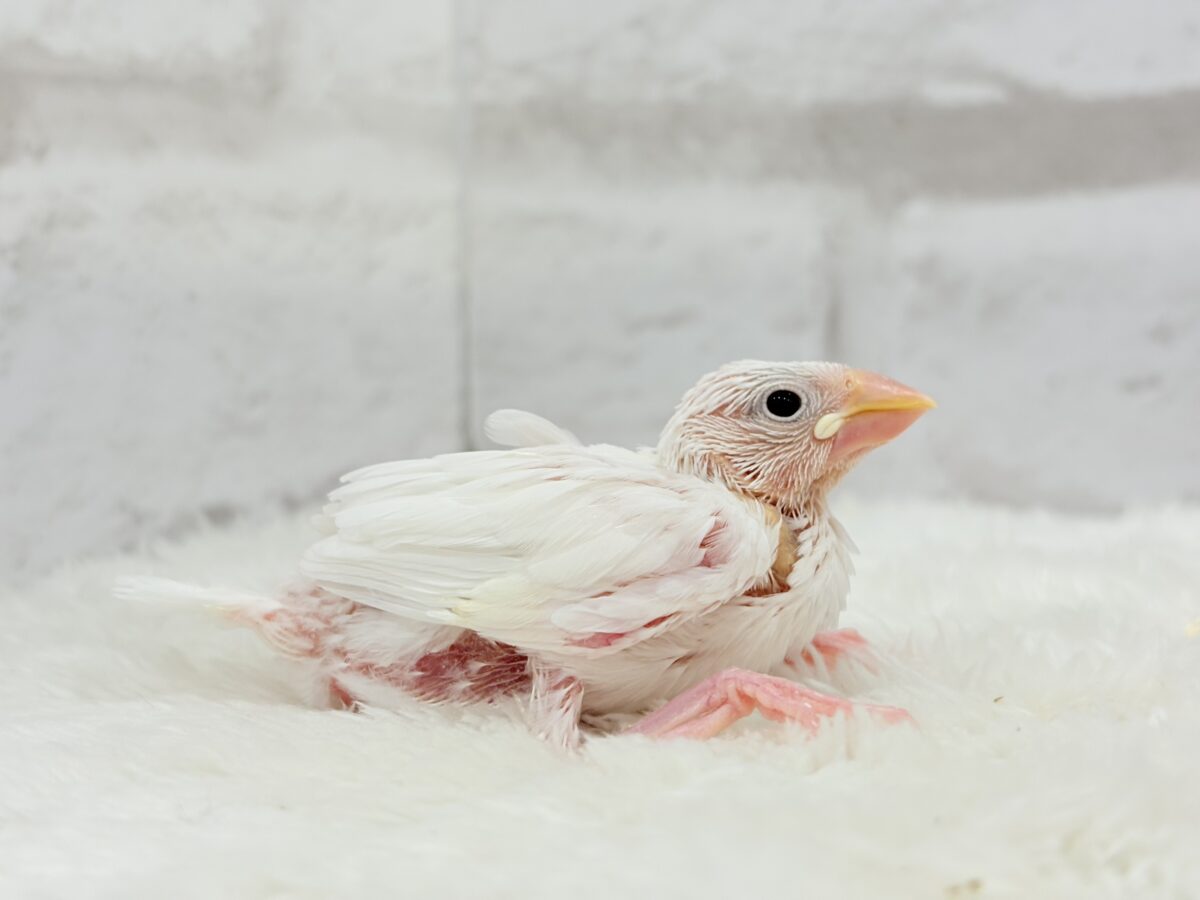 未来はイチゴ大福です🍡🍓💖白文鳥 ヒナ 白文鳥