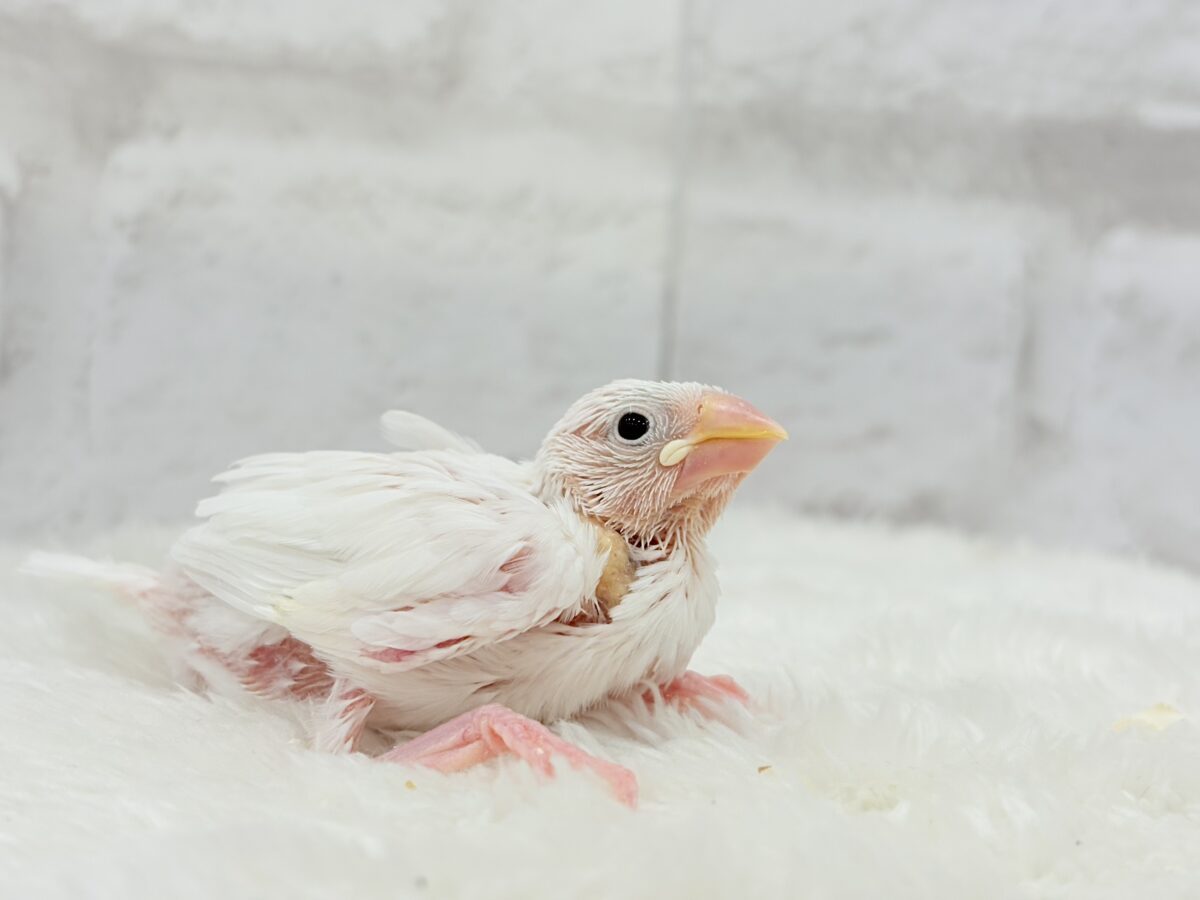 未来はイチゴ大福です🍡🍓💖白文鳥 ヒナ 白文鳥