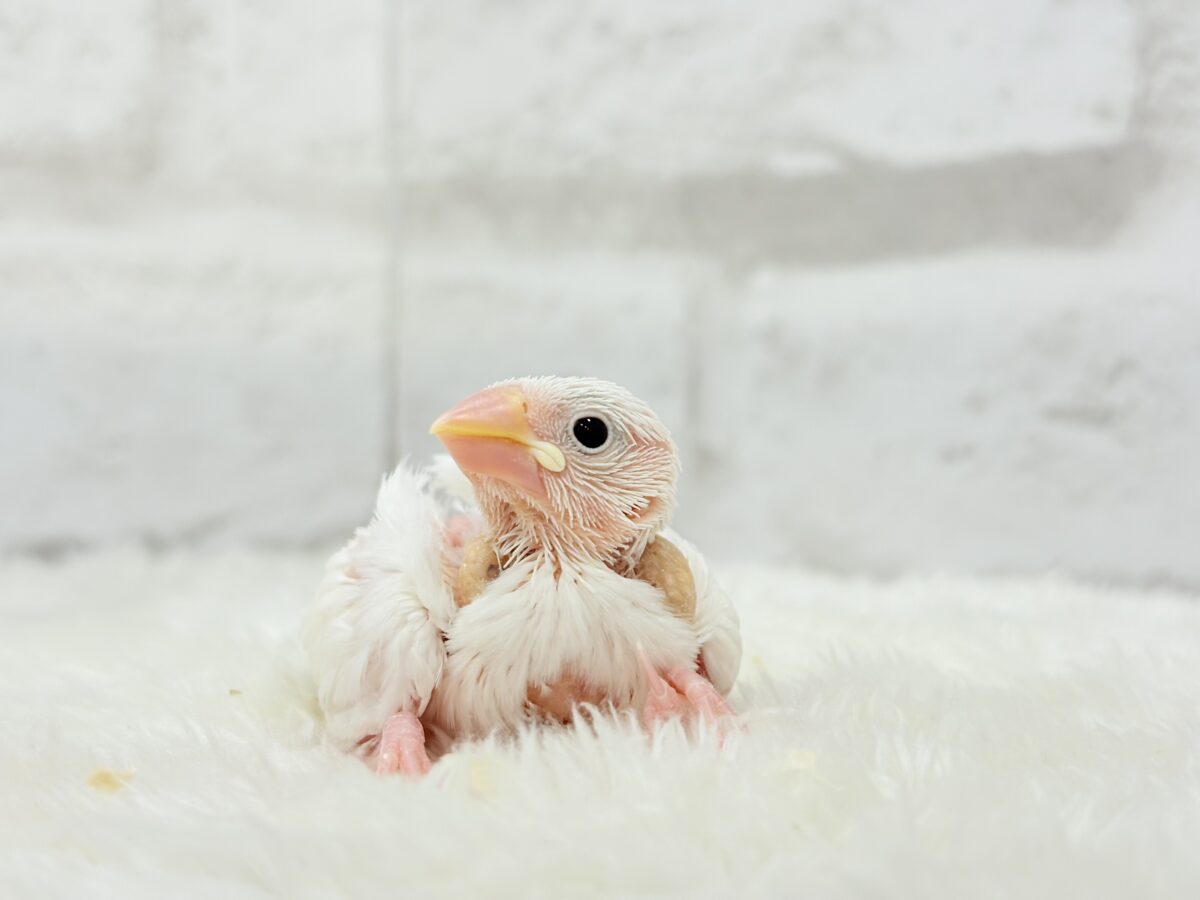 未来はイチゴ大福です🍡🍓💖白文鳥 ヒナ 白文鳥