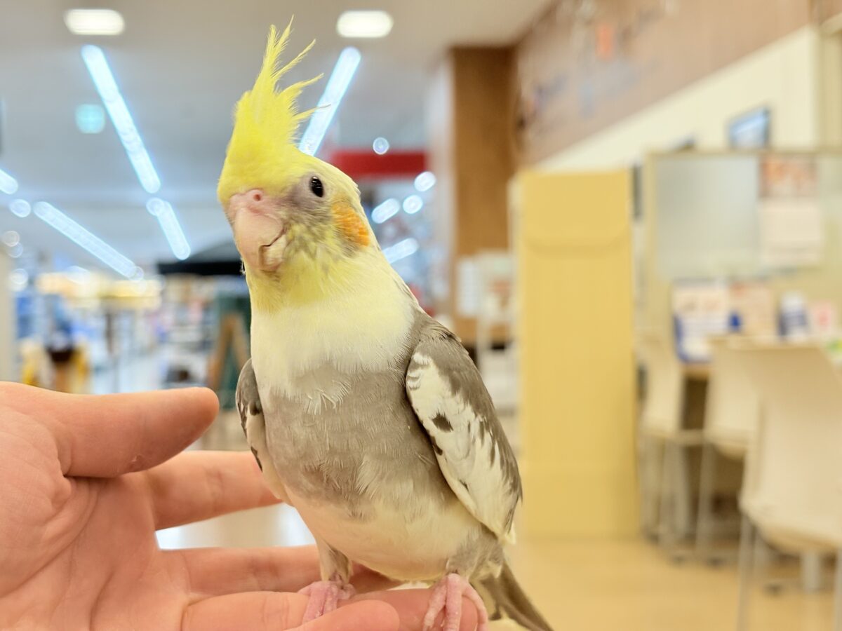 【最新画像更新🪄】目指すよ♡デレデレオカメちゃん♡オカメインコ(パイド) オカメインコ