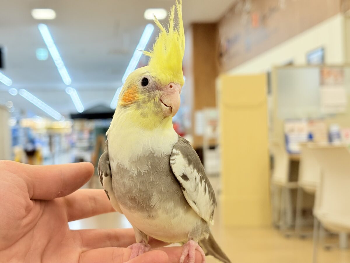 オカメインコ