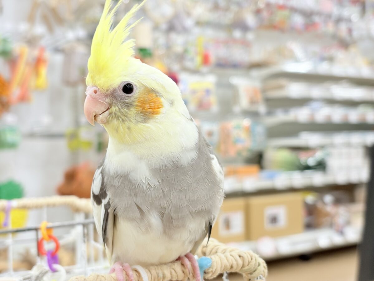 【最新画像更新🪄】目指すよ♡デレデレオカメちゃん♡オカメインコ(パイド) オカメインコ