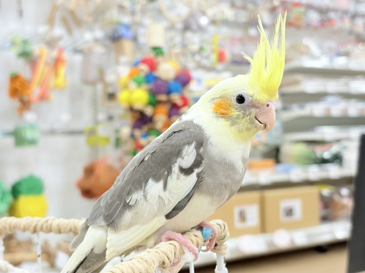オカメインコ