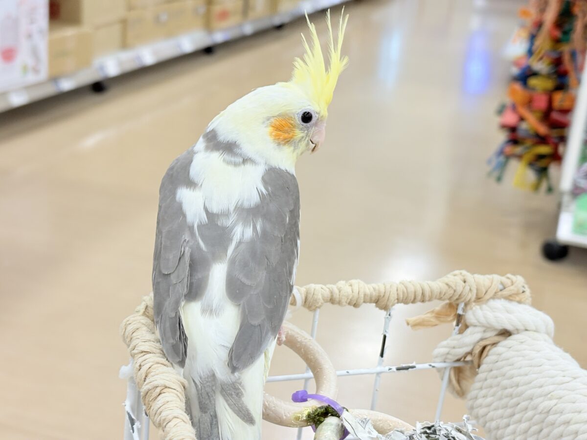 【最新画像更新🪄】目指すよ♡デレデレオカメちゃん♡オカメインコ(パイド) オカメインコ