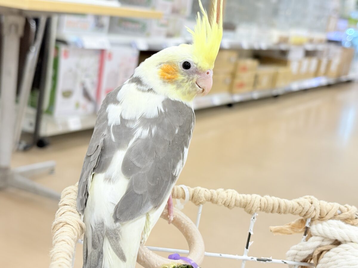 オカメインコ