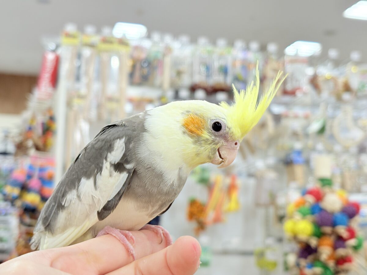 【最新画像更新🪄】目指すよ♡デレデレオカメちゃん♡オカメインコ(パイド) オカメインコ