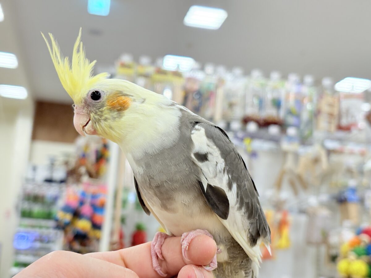 オカメインコ