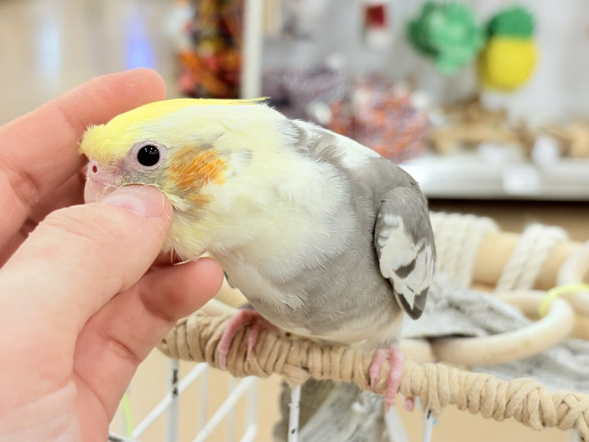 オカメインコ