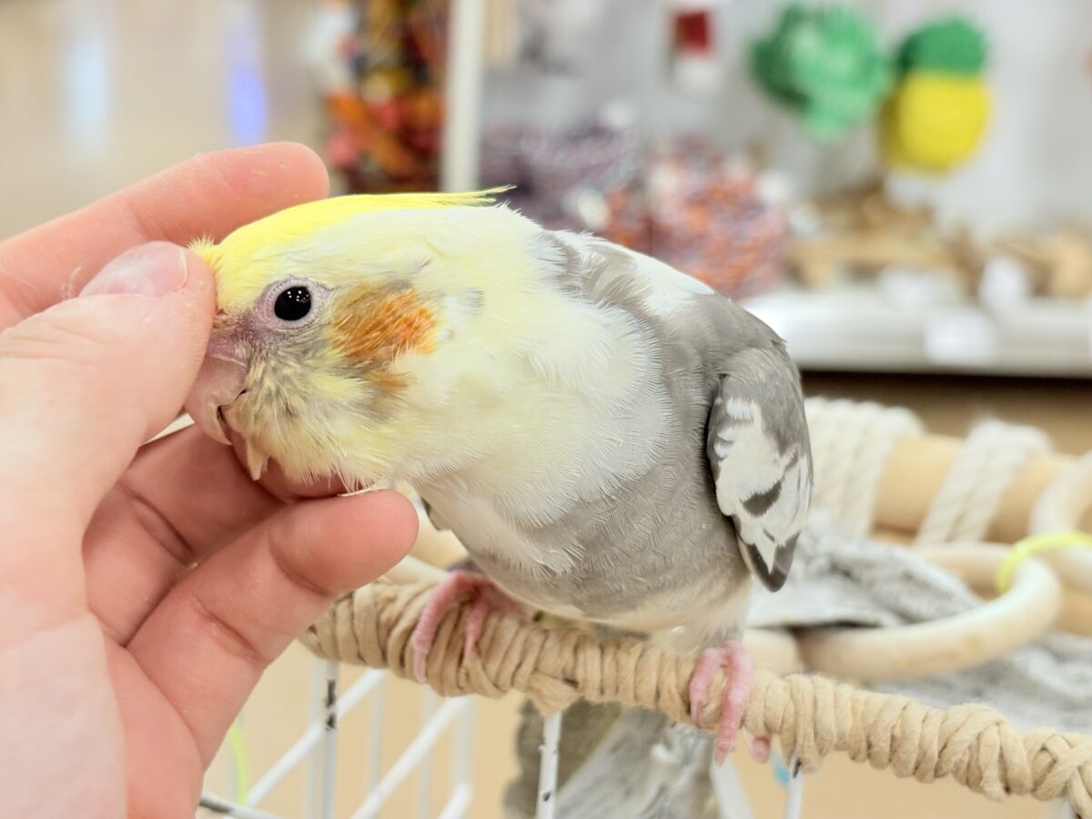 【最新画像更新🪄】目指すよ♡デレデレオカメちゃん♡オカメインコ(パイド) オカメインコ