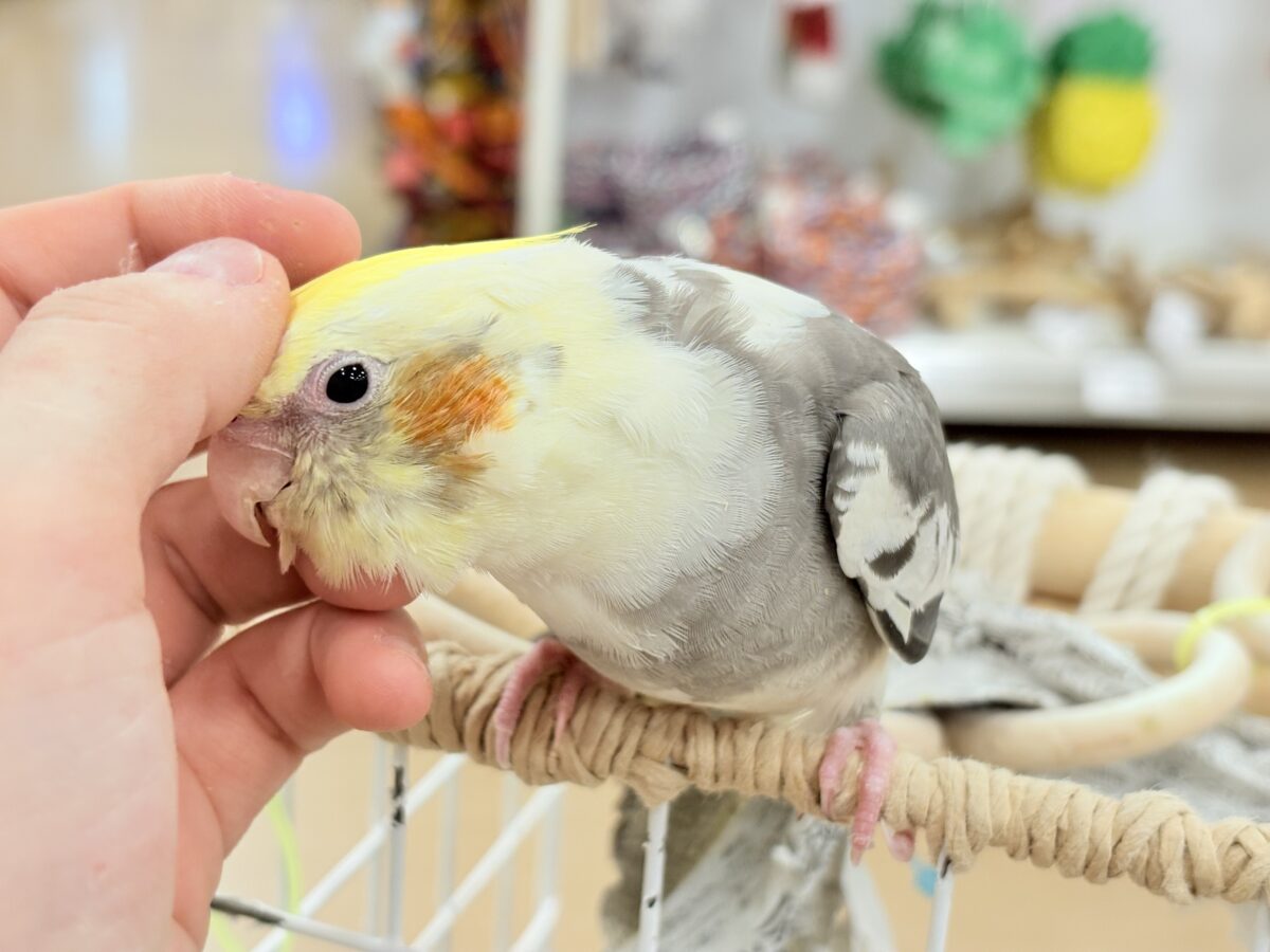 【最新画像更新🪄】目指すよ♡デレデレオカメちゃん♡オカメインコ(パイド) オカメインコ