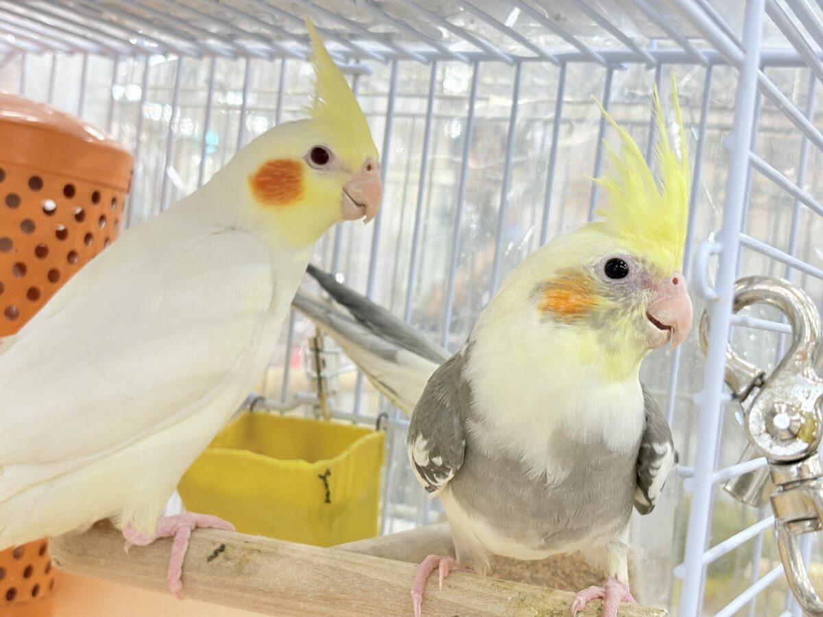 【最新画像更新🪄】目指すよ♡デレデレオカメちゃん♡オカメインコ(パイド) オカメインコ
