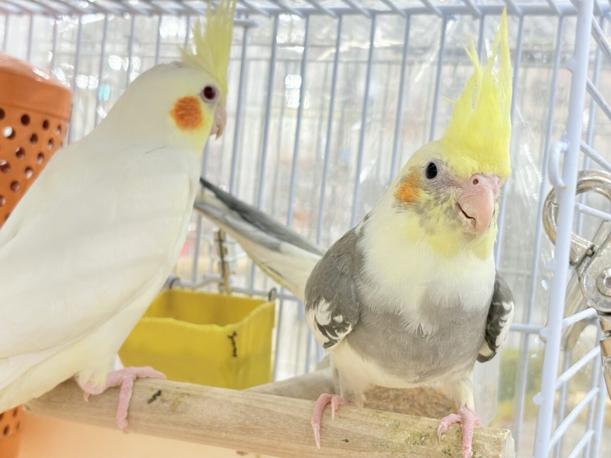 【最新画像更新🪄】目指すよ♡デレデレオカメちゃん♡オカメインコ(パイド) オカメインコ
