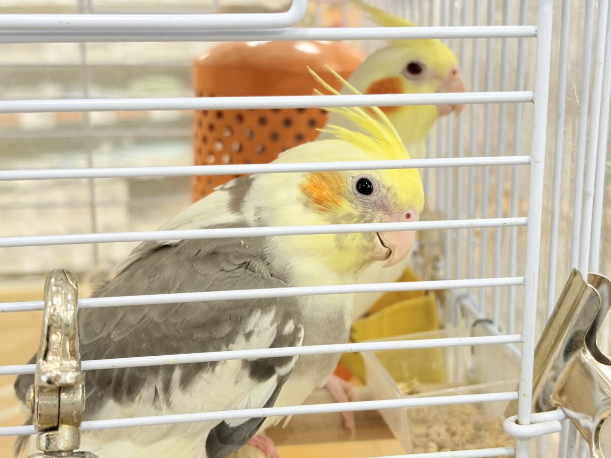 オカメインコ