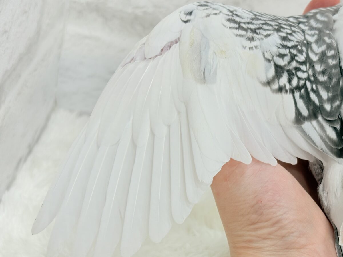 【最新画像更新🪄】ギャップが詰まった可愛い子♥オカメインコ(WFパールパイド) ヒナ オカメインコ