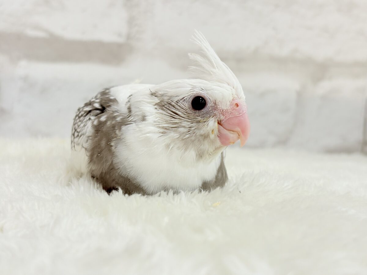 【最新画像更新🪄】ギャップが詰まった可愛い子♥オカメインコ(WFパールパイド) ヒナ オカメインコ