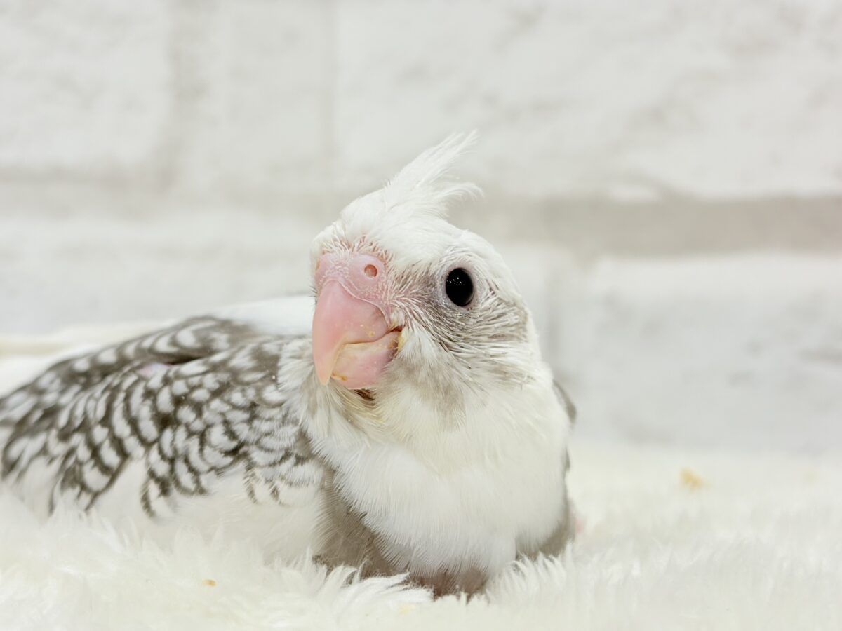 【最新画像更新🪄】ギャップが詰まった可愛い子♥オカメインコ(WFパールパイド) ヒナ オカメインコ