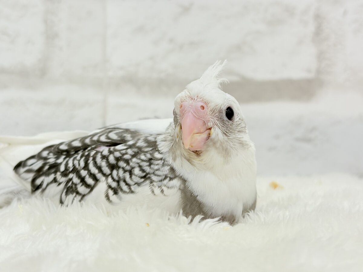 【最新画像更新🪄】ギャップが詰まった可愛い子♥オカメインコ(WFパールパイド) ヒナ オカメインコ