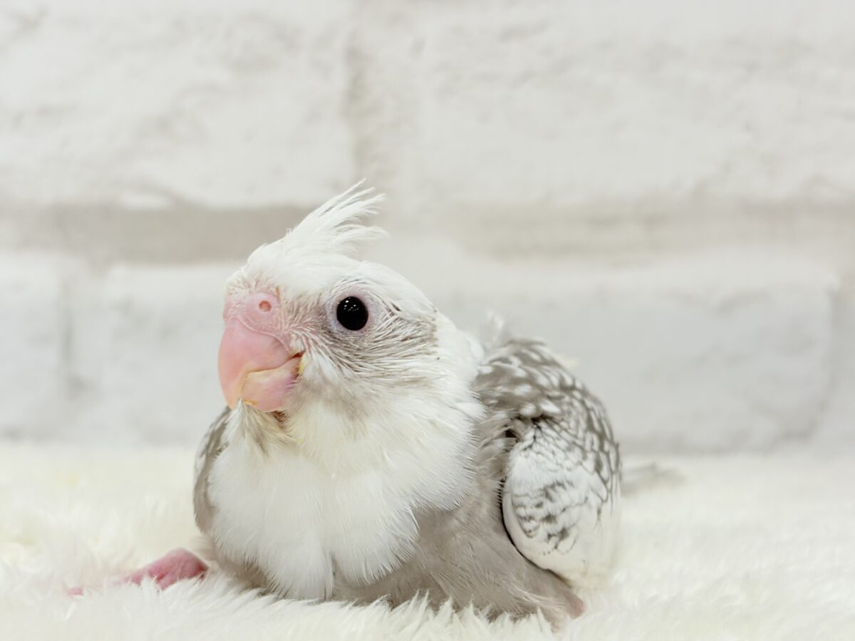 【最新画像更新🪄】ギャップが詰まった可愛い子♥オカメインコ(WFパールパイド) ヒナ オカメインコ