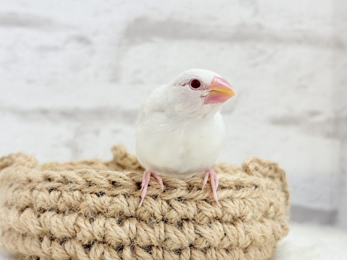 【最新画像更新🪄】透明感が溢れ出る〜🐣🤍アルビノ文鳥 ヒナ アルビノ文鳥