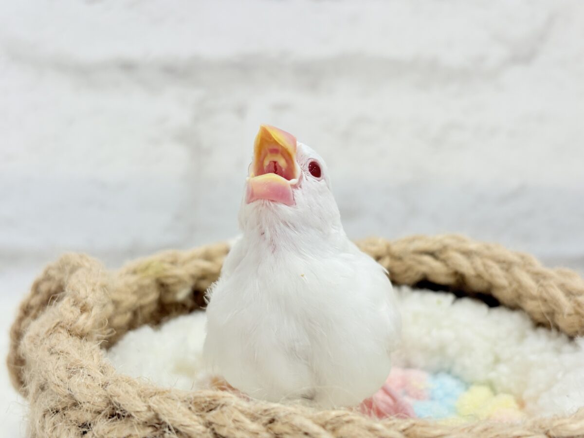 【最新画像更新🪄】透明感が溢れ出る〜🐣🤍アルビノ文鳥 ヒナ アルビノ文鳥