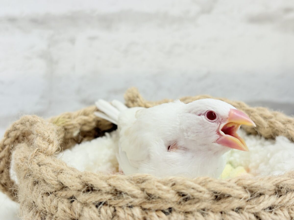 アルビノ文鳥