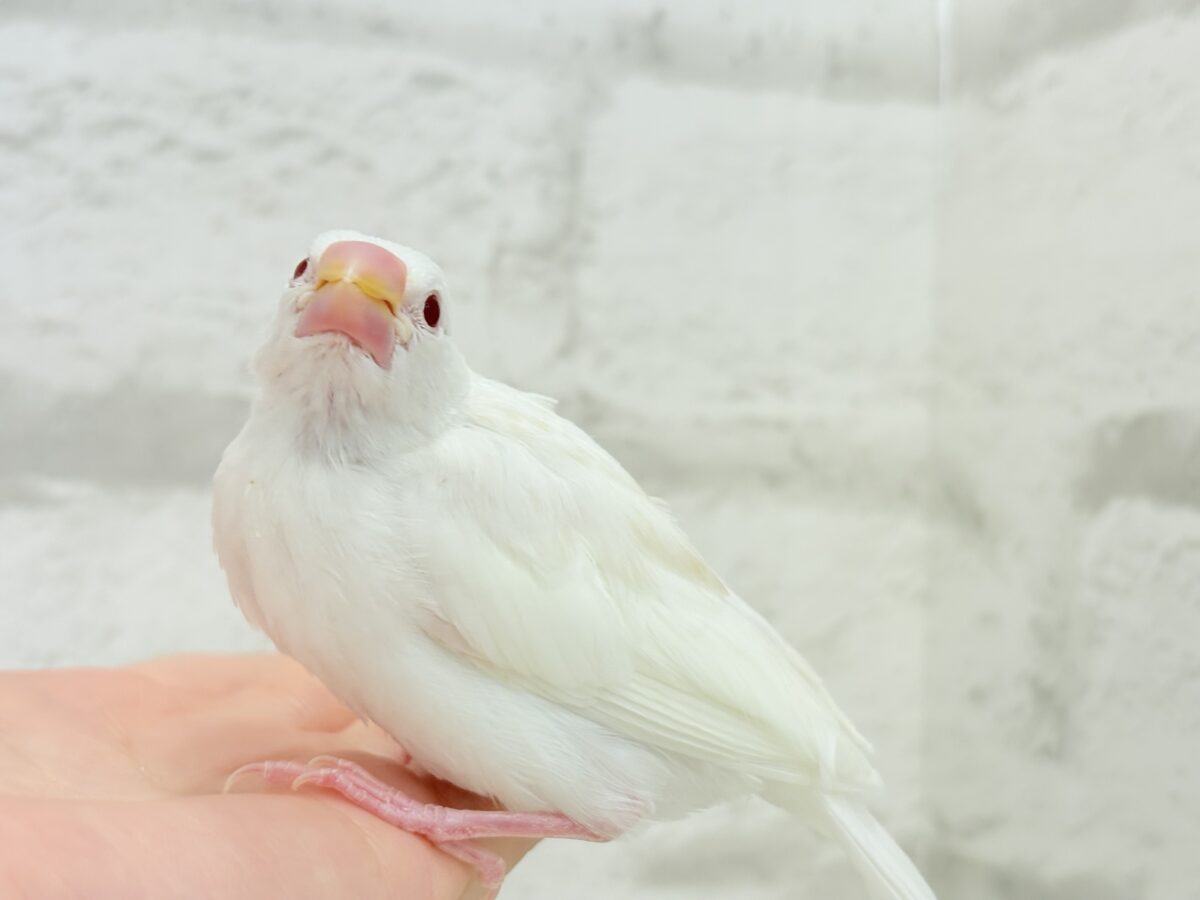 【最新画像更新🪄】透明感が溢れ出る〜🐣🤍アルビノ文鳥 ヒナ アルビノ文鳥