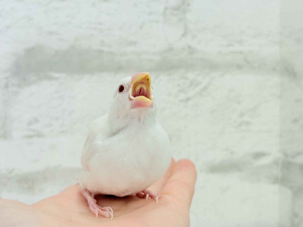 【最新画像更新🪄】透明感が溢れ出る〜🐣🤍アルビノ文鳥 ヒナ アルビノ文鳥