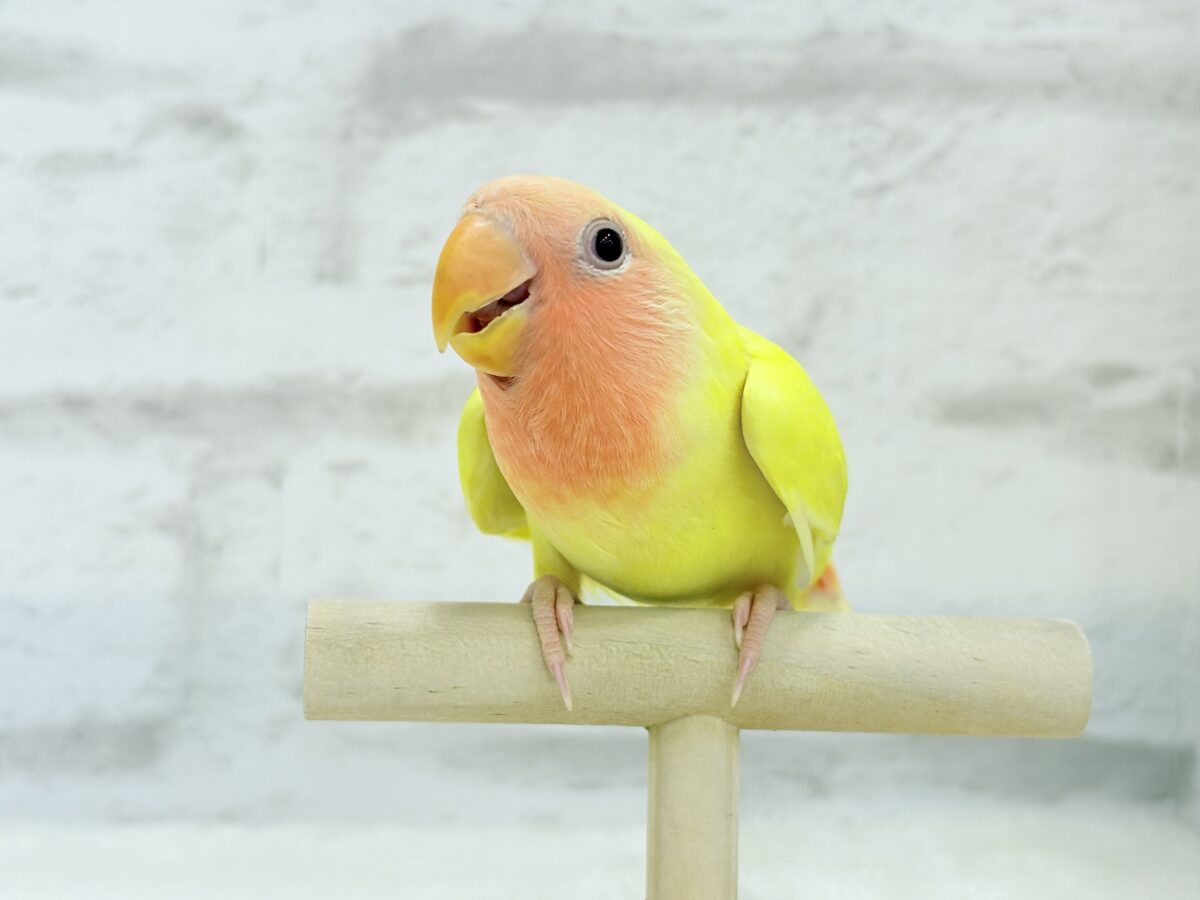 【最新画像更新🪄】もぎたて🫧フレッシュフルーツ🍋コザクラインコ(ルチノー) ヒナ コザクラインコ(小桜インコ)