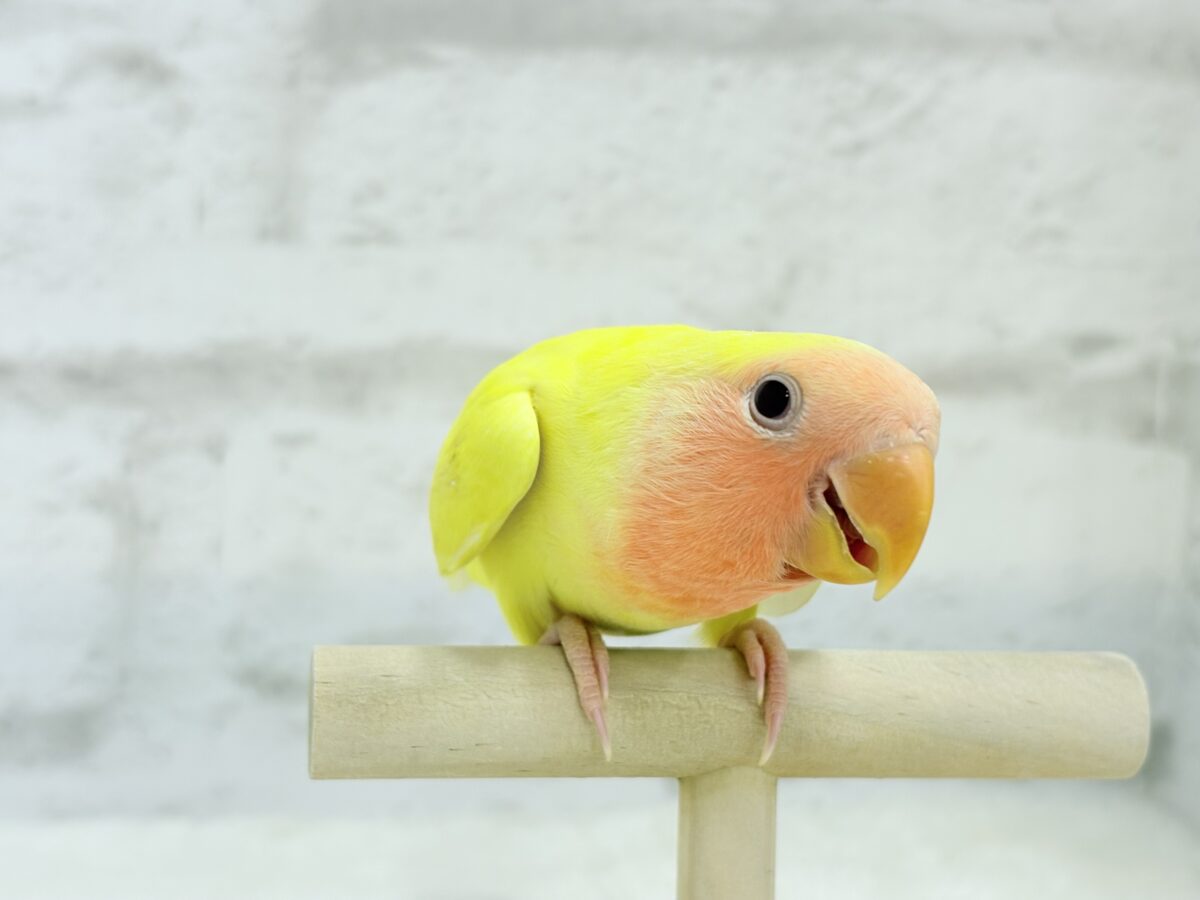 【最新画像更新🪄】もぎたて🫧フレッシュフルーツ🍋コザクラインコ(ルチノー) ヒナ コザクラインコ(小桜インコ)